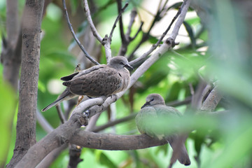 Love Birds