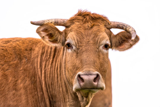 Funny cow portrait