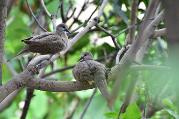 Love Birds
