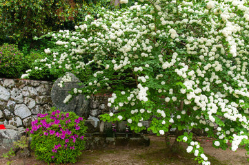 Fototapeta na wymiar 広範囲に広がった白い花とツツジ