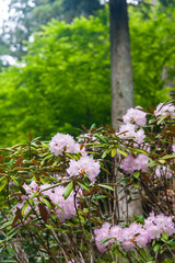 まっすぐに伸びた幹とシャクナゲの花