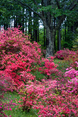 満開のツツジと古い桜と林