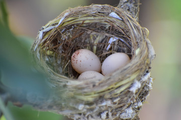 Bird Nest Eggs