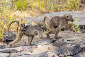 Chacma baboons family