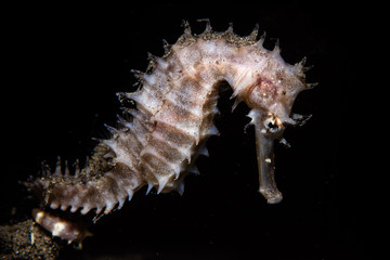 Hippocampus histrix Thorny seahorse