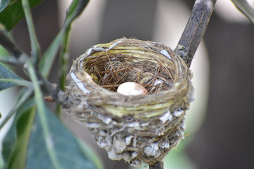 Bird Nest Eggs