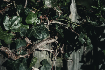 Ivy plant on wooden fence in vintage style