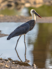 Woolly necked Stork wading