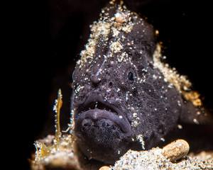 Antennarius pictus frogfish