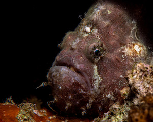 Antennarius pictus frogfish