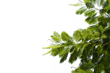Green leaf isolated on white background.
