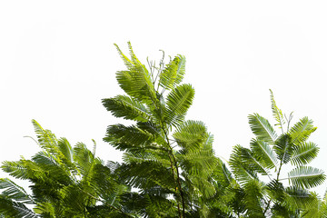 Green leaf isolated on white background.