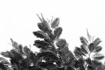 Black leaves isolated on white background.