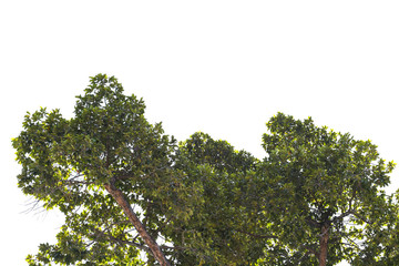 Green leaf isolated on white background.