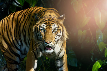 Naklejka premium Photos of tiger naturally.