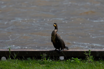 The double-crested cormorant (Phalacrocorax auritus) on the harbor