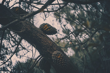 Pine cones on a pine tree, vintage style