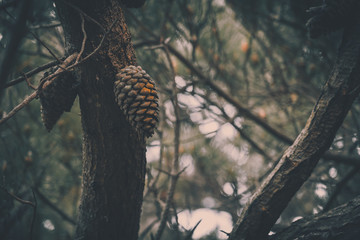 Fototapeta na wymiar Pine cones on a pine tree, vintage style