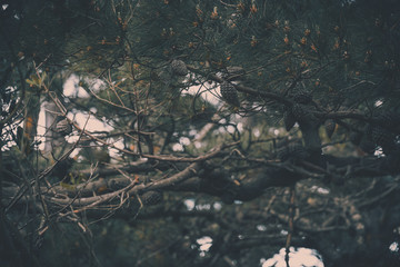 Pine cones on a pine tree, vintage style