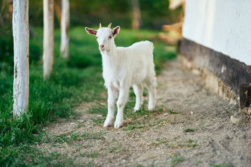 Obraz premium white goat on green grass