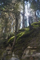 Fototapeta premium trees