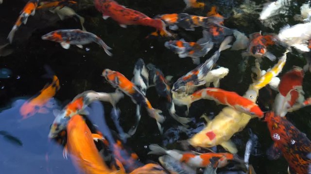 Colorful of Koi fish or carp fish are swimming in the pond garden