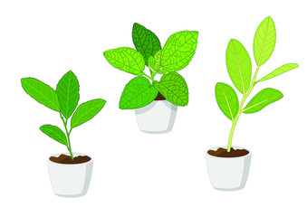 air purification green leaves trees in pots fresh on white background illustration vector
