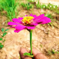 flower in garden