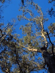 trees of a natural park