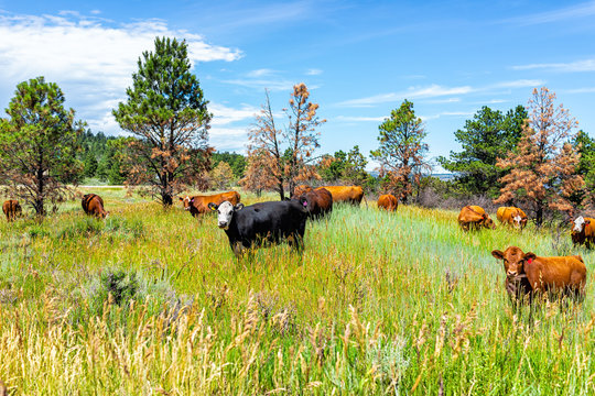 Flaming Gorge in summer in Utah National Park with many cows grazing on grass herd near ranch