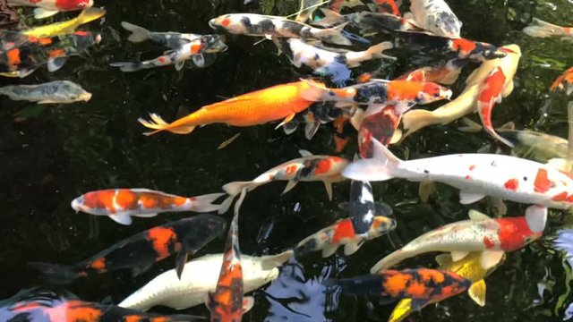 Colorful of Koi fish or carp fish are swimming in the pond garden. Super Slow Motion 240 fps