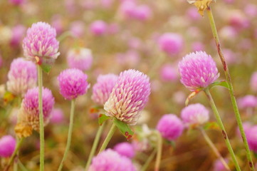 Thousand-day landscape of red flowers