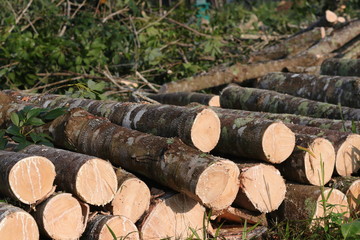 Logs of raw rubber tree.