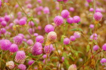 Thousand-day landscape of red flowers