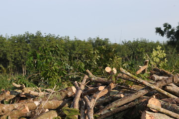 Logs of raw rubber tree.