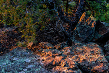 Sunset sunlight on rocks and trees on Canyon Rim Campground overlook in Flaming Gorge Utah National Park of Green River overlook in dark evening