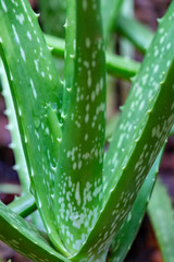 Aloe Vera Barbadensis Miller growing in Sri Lanka