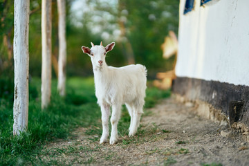 Fototapeta premium white goat on green grass