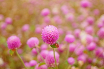 Thousand-day landscape of red flowers