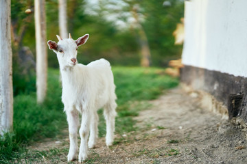 goat on the farm