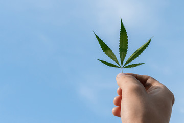 Fototapeta na wymiar hand with a cannabis hemp leaf against the sky, legalize concept