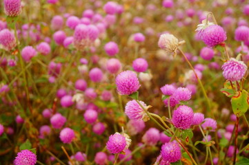 Thousand-day landscape of red flowers