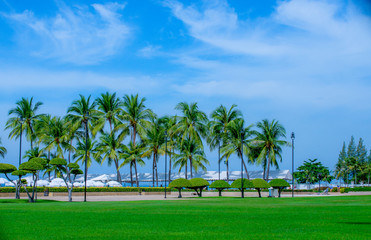 Plam tree on the sunny beach and With bright sky