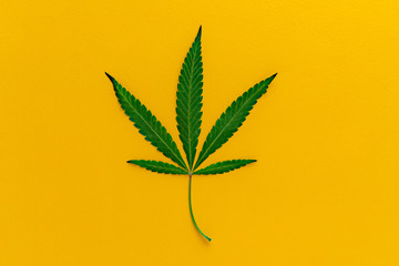 Fototapeta na wymiar single cannabis leaf isolated on a color background flat lays
