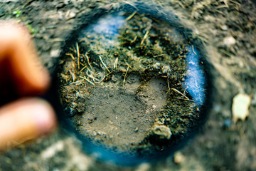 hand holding a magnifying glass searching for a footstep track on the ground, crime invetigation