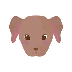 head of cute dog on white background
