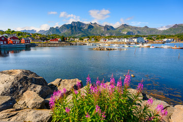 Flowers and red huts with summer blue skies at Kabelvaag in the Lofoten Islands, northern Norway.