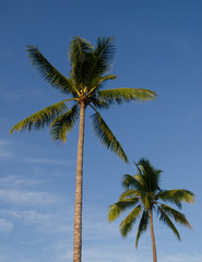 Two palm trees against a blue sky