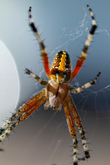 fotografia macro de araña posando sobre su telaraña