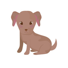 cute poodle dog on white background